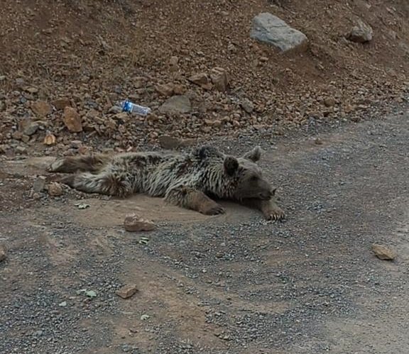 Hakkari'de Dağdan Kopan Kaya Parçalarıyla Yaralanan Ayı Tedaviye Alındı (2)- Yeniden